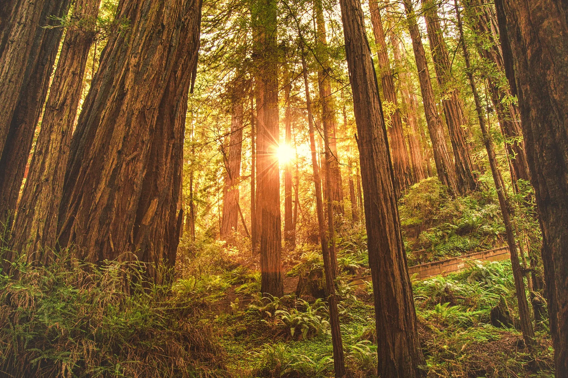 Explore Redwood National Park with our comprehensive guide, including tips on when to visit, where to stay, must-see attractions, and how to make the most of your trip.